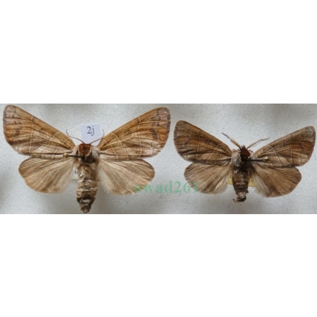 Clostera anastomosis (Linnaeus, 1758) pair Wzjeżka wieszczyca Czech2j
